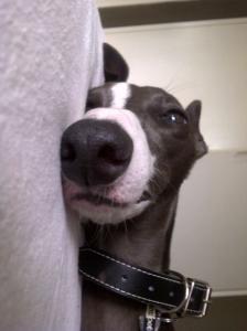 Linden's resident  Whippet taking a nap