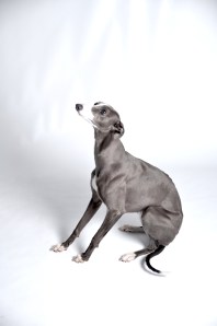 Linden's resident Whippet - Jozi