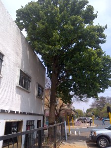 the Whippet Linden shop pack tree